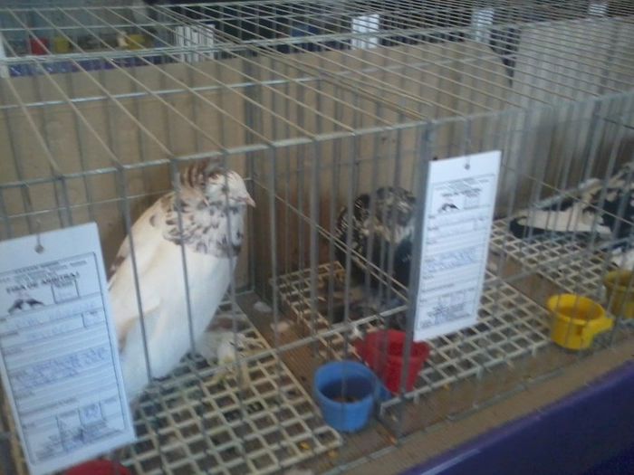 expozitie.Fauna banatului timisoara 2014 046 - fauna banatului 2014