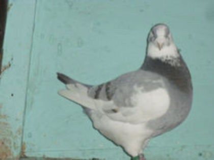 94799175_KPKNMIY3 - m---PORUMBEI VANDUTI