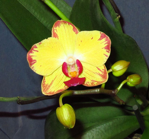 Phalaenopsis Bee Sting - Reinfloriri orhidee 2014