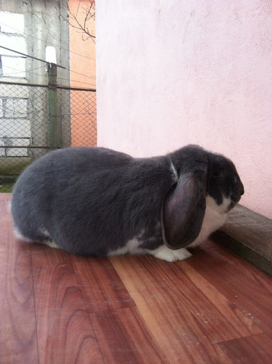 8 LUNI-6,5 KG