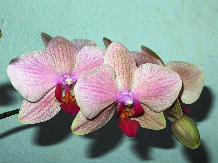 Phalaenopsis Ravenna - Reinfloriri orhidee 2014
