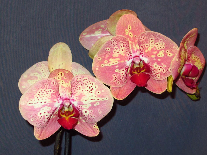 Phalaenopsis Wild Peaches - Reinfloriri orhidee 2014