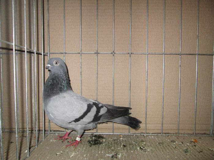 IMG_0482 - 23 - EXPO TIMISOARA - 2014