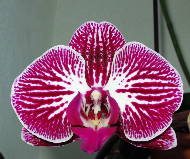 Phalaenopsis Anastasia - Reinfloriri orhidee 2014