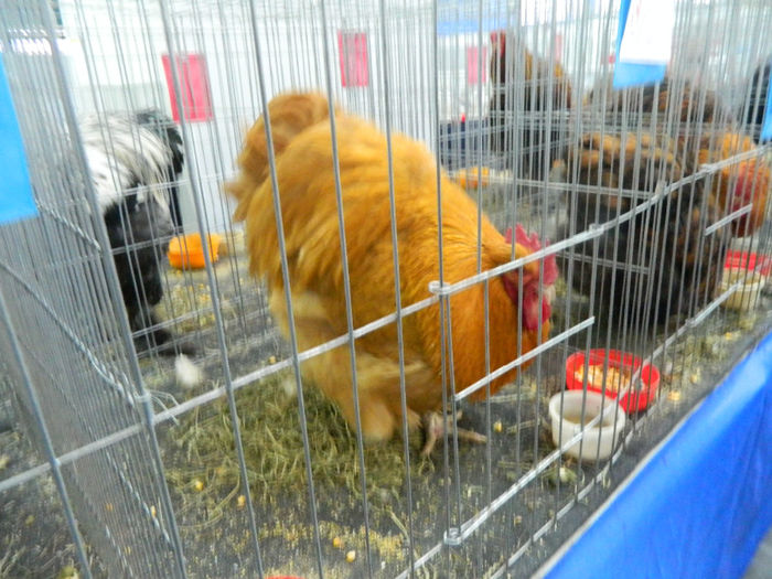 expo cj 2 076 - Copy