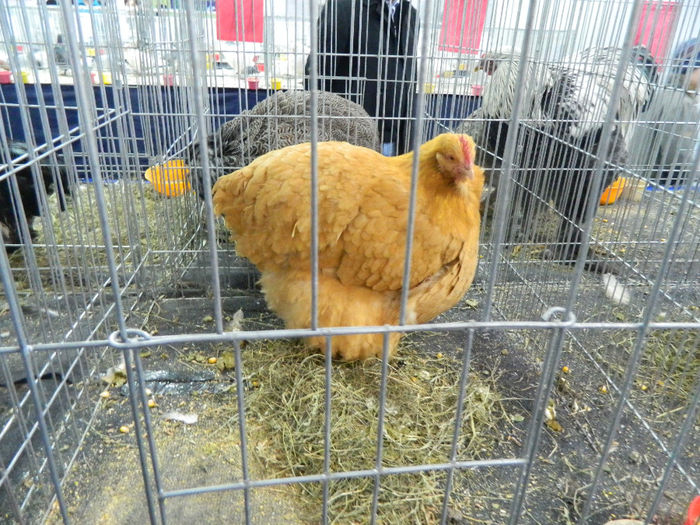 expo cj 2 077 - Copy