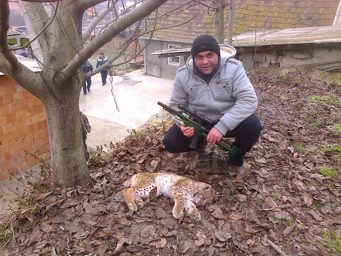 FEMELA DE RAS TANARA AJUNSA IN ORAS - T-ANIMALE SALBATICE TRANCHILIZATE