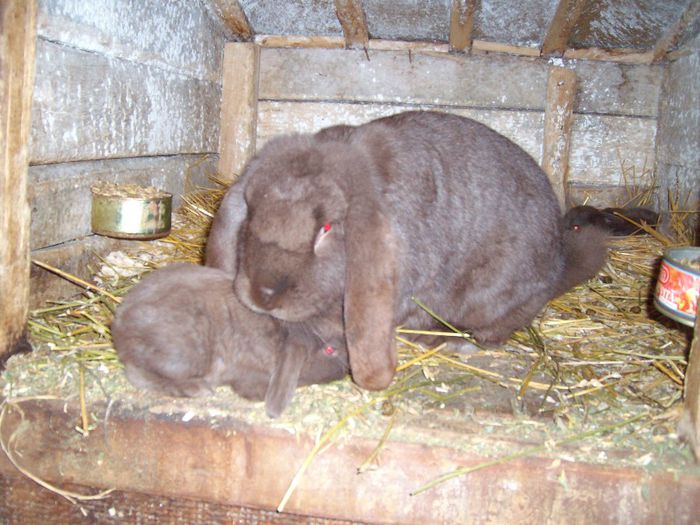 19 zile si deja sta urechile in jos