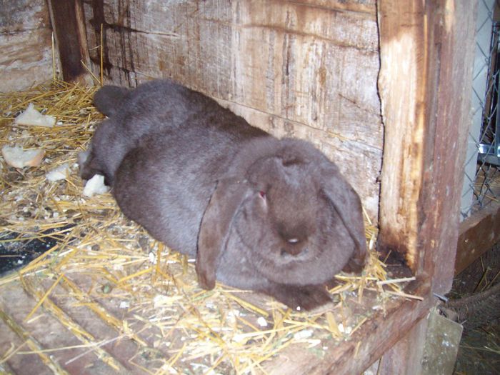 Asteptam pui in 25  02 ,2014