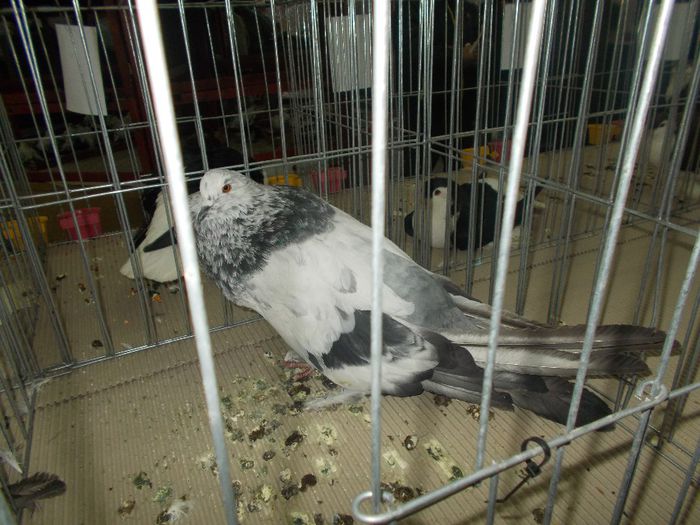 DSCN0364 - Expozitie Cluj 2014