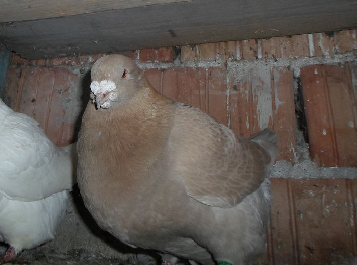 M 2013 - Voiajori Americani 2014