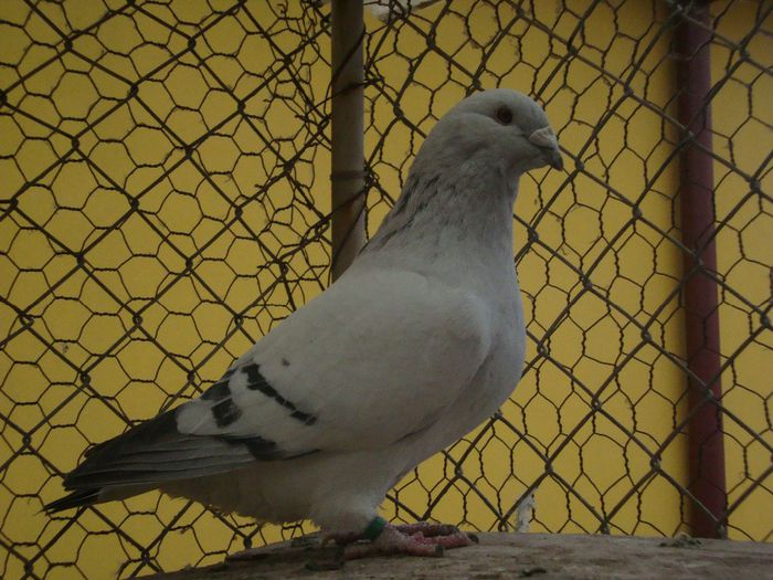 KASURIN DSC04033; kasurin
