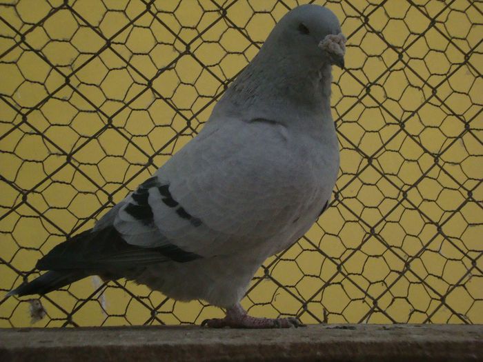 BRUNO DSC04107; bruno
