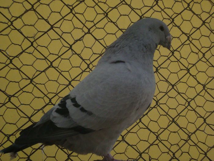 BRUNO SC04109; bruno
