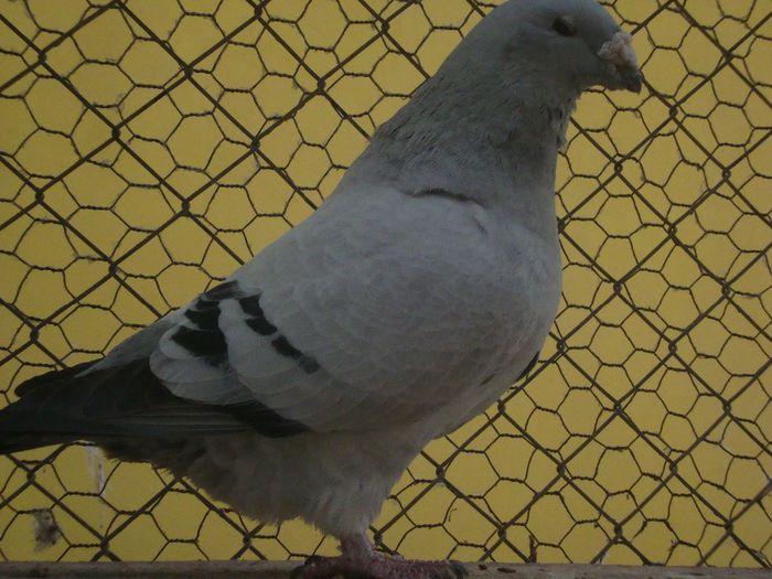 BRUNO DSC04110; bruno
