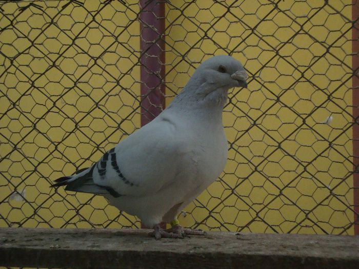 GISMO DSC04111; gismo
