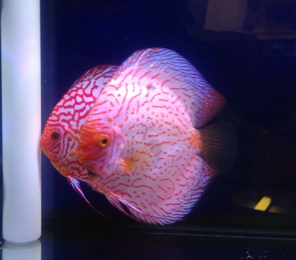 image - Discus fish