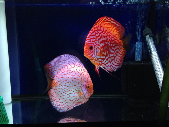 image - Discus fish