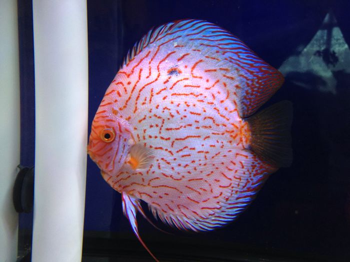 image - Discus fish