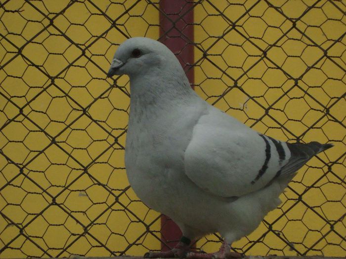 LEILA DSC04067; leila
