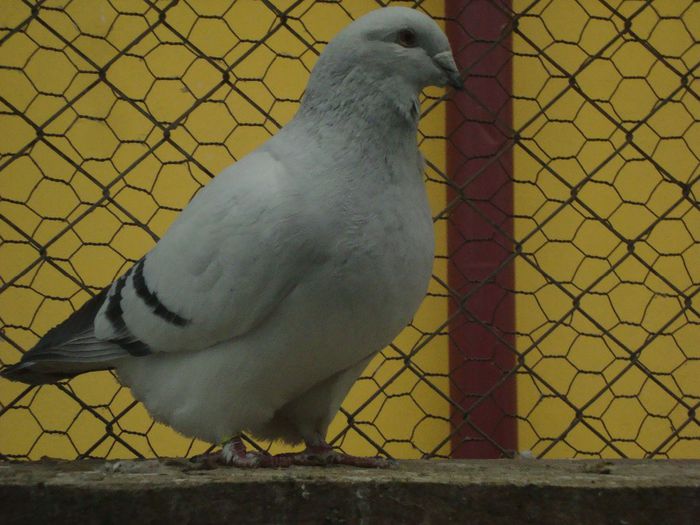 SAHINI DSC04076; sahini
