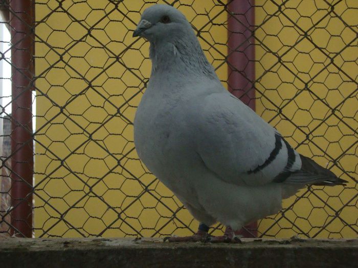 SIMINA DSC04112; simina
