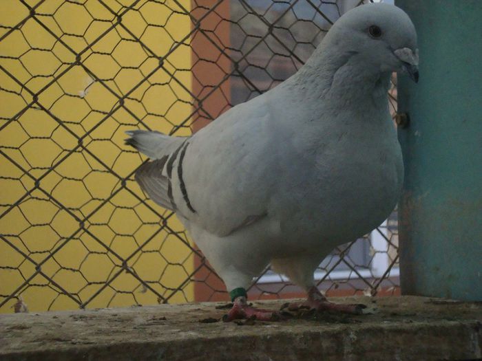 KATRINA DSC04114; katrina
