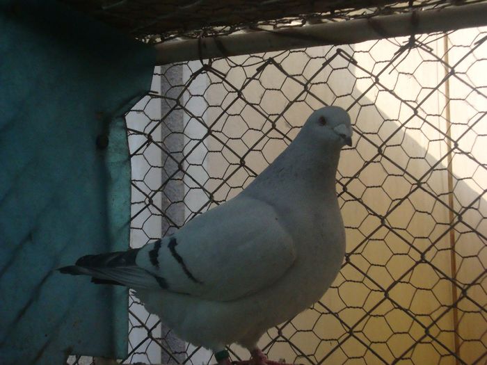 SOFIA DSC04115; sofia
