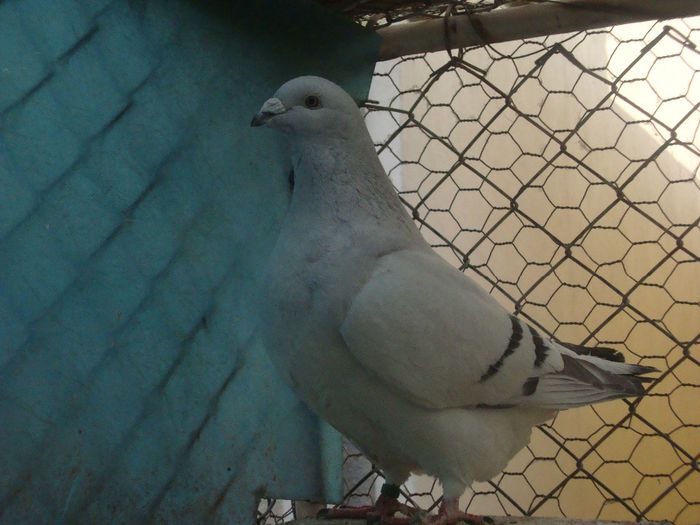 SOFIA DSC04116; sofia
