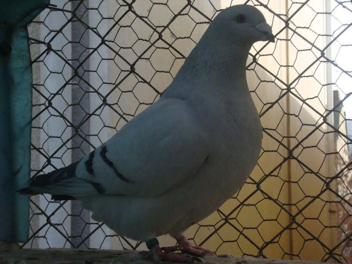 SOFIA DSC04117; sofia
