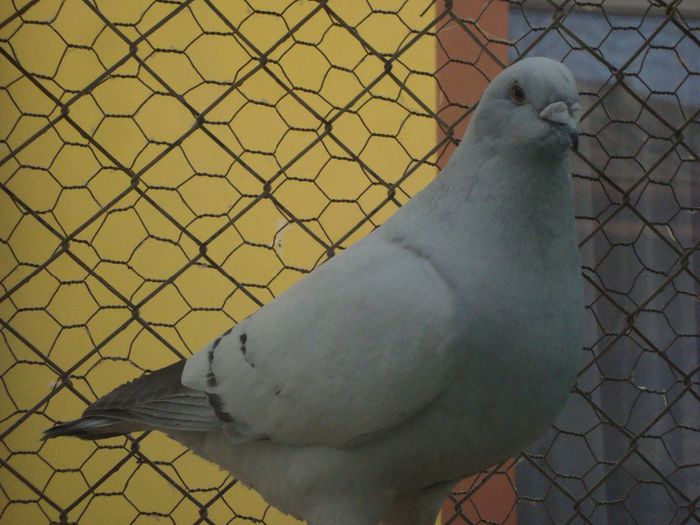 IZABELA DSC04122; izabela
