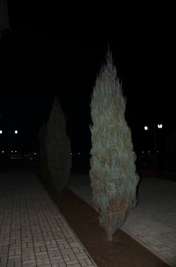 DSC_4003