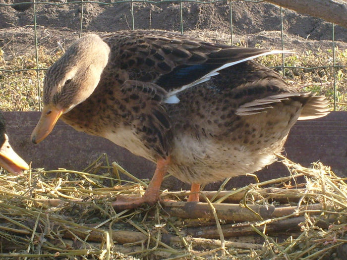 rata canepie