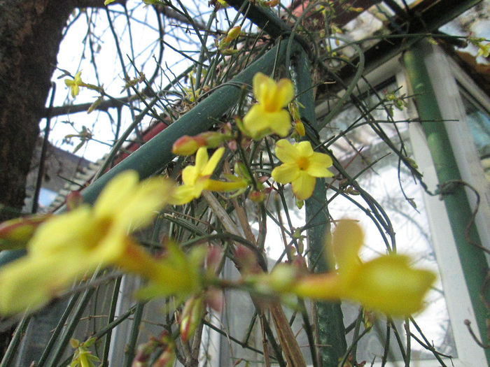 iasomie de gradina(jasminum nudiflorum) - ianuarie 2014