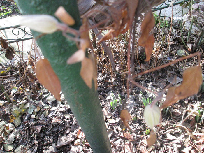 muguri florali clematis