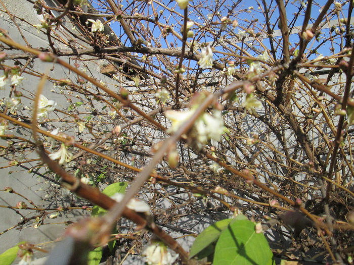 lonicera fragrantissima 2 - ianuarie 2014