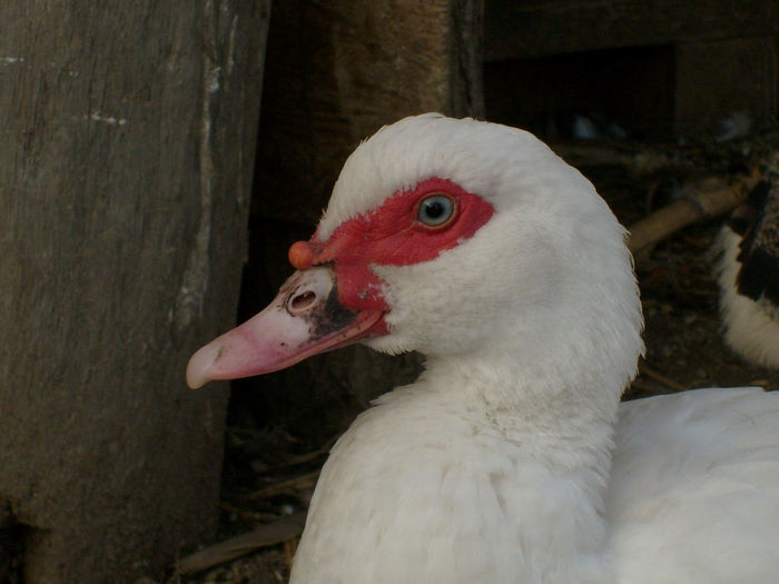 portret - C1 - Rate lesesti - Warzenenten