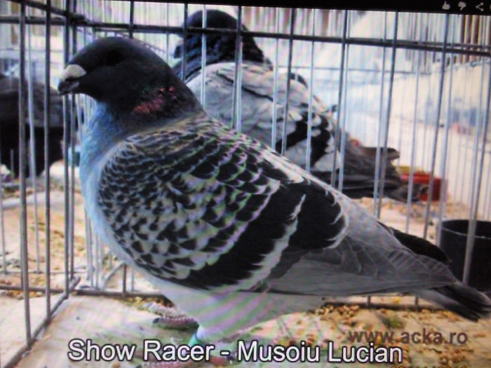 96 puncte N SINNICOLAU MARE - AMERICAN SHOW RACER
