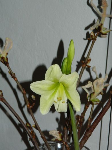 DSCN0954 Amaryllis Kolibri??? si castan inflorit