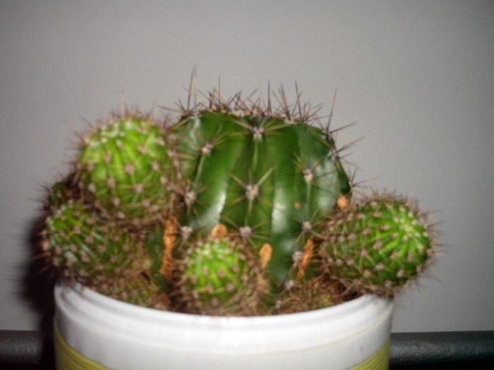 mammillaria 4036
