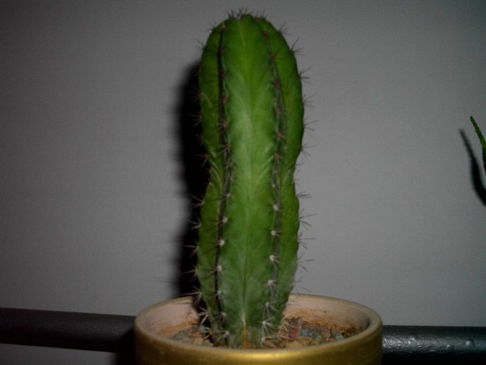 trichocereus 4042