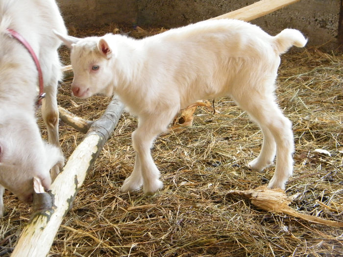 iada saanen 2 zile rezervata; 16.01.2014, 4,7kg, mama prima fatare. La 2 saptamani 8,5kg.
