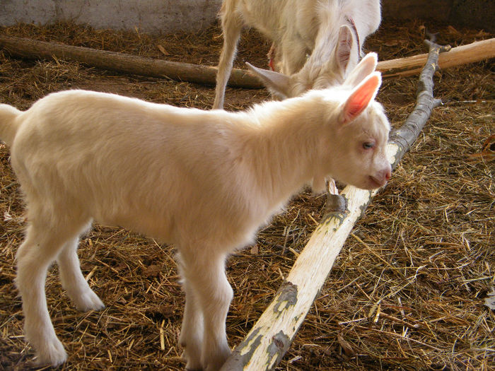 iada saanen 2 zile rezervata; 16.01.2014, 4,7kg, mama prima fatare. La 2 saptamani 8,5kg.
