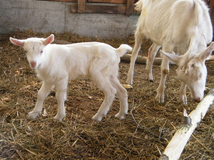 iada saanen 2 zile rezervata; 16.01.2014, 4,7kg, mama prima fatare. La 2 saptamani 8,5kg.
