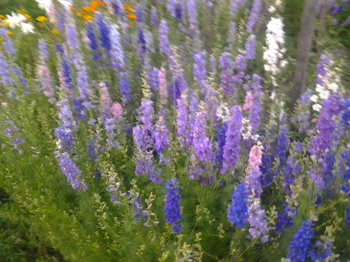 Fotografie1254 - Gradina