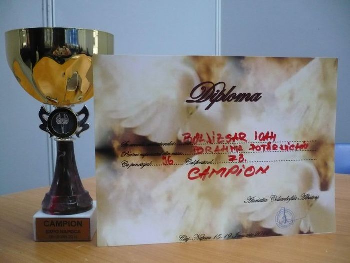 Brahma potarnichiu - CUPE si DIPLOME 2014-2016