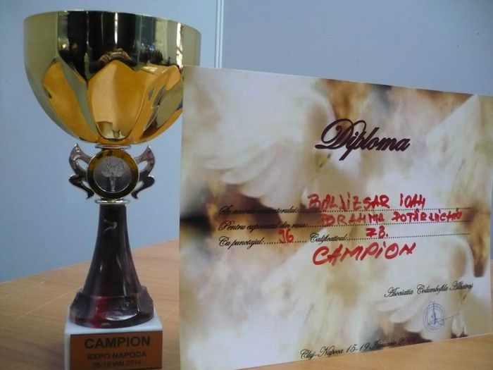 16-19 ianuarie 2014 - CUPE si DIPLOME 2014-2016