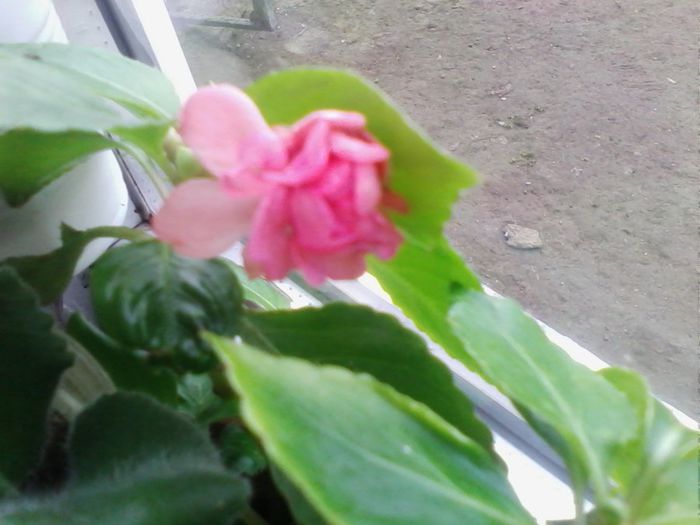 impatiens roz primit de la mamafeo multumesc - diverse flori 2014