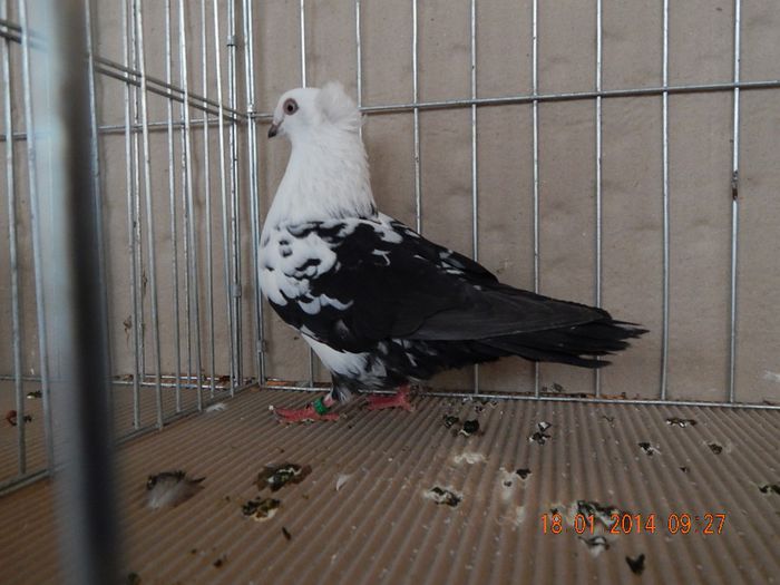 DSCN1692 - Timisoara Ian 2014