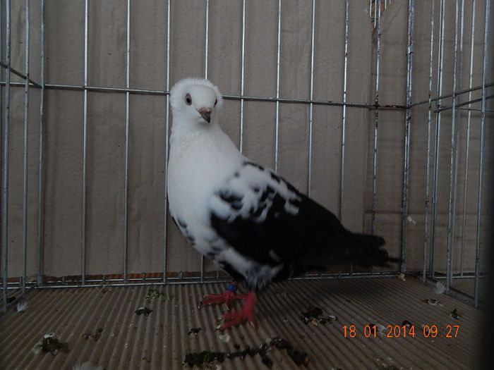 DSCN1694 - Timisoara Ian 2014